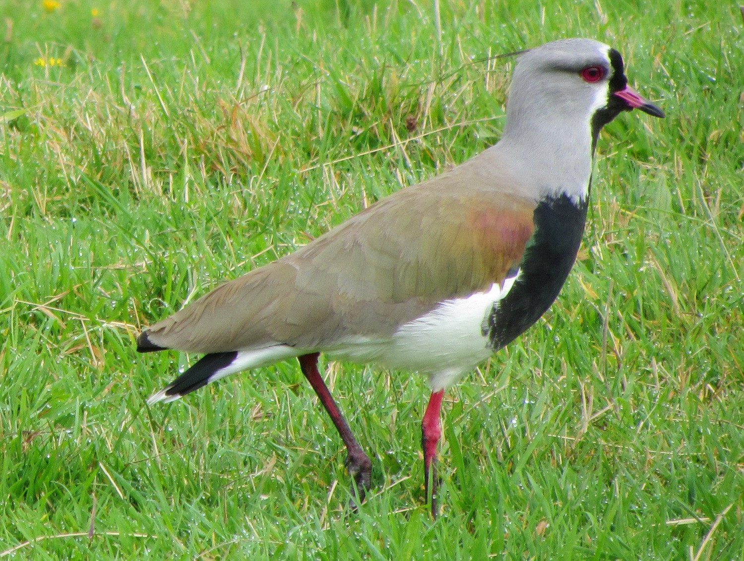 Southern Lapwing close to the church
